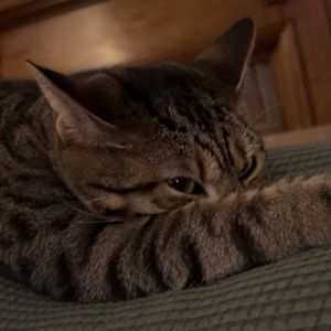 Meet your Posher, Anne